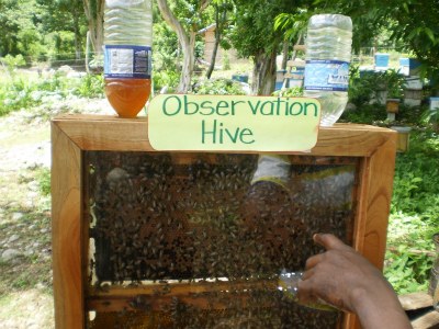 Bee Keeping - a demo hive in Beeston Spring