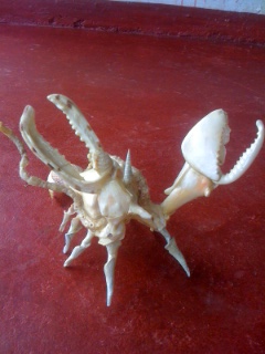 Another Sea Creature.