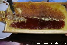 Bee Keeping in Beeston Spring