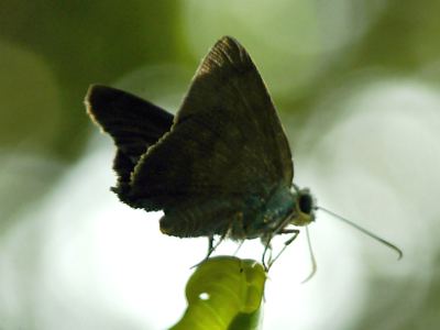 One of many butterflies