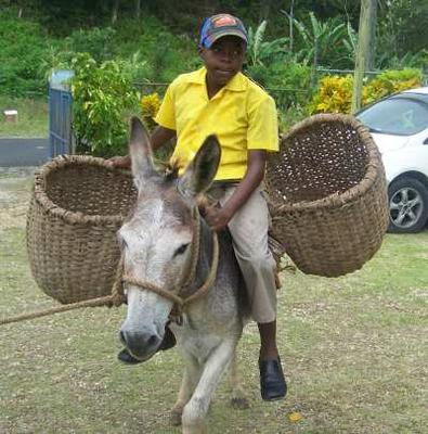 Donkey Riding at Jamaica 50th Celebrations at Buckingham School in Camrose Village