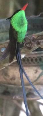 Jamaica National Bird - The Red Billed Streamertail Hummingbird - The Doctor Bird