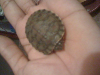 Jamaican Red Eared Slider Turtle Hatcling