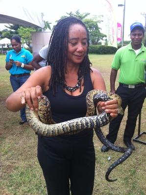 Hmmm ... Jamaica Yellow Snake from the Swamp Safari
