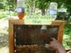 Bee Keeping - a demo hive in Beeston Spring