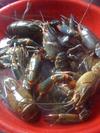 Janga or Cray Fish<br>A fresh water crustacean related to the lobster<br>Click other images to enlarge