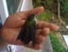 Tamika wih a Female Hummingbird