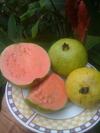 Beautiful and Delicious Jamaican Guavas<br>Click on other photo to emlarge